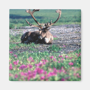USA, Alaska, Denali-Nationalpark, Karibu Magnet