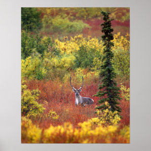 USA, Alaska, Denali-Nationalpark. Karibu Poster