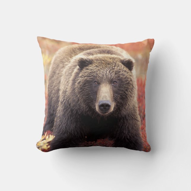 USA, Alaska, Denali NP, weiblicher Grizzly Bar Kissen (Vorderseite)