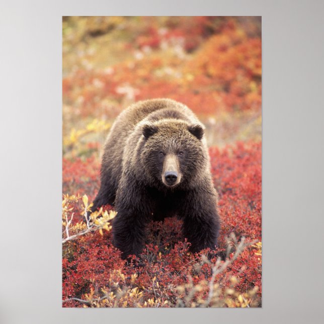 USA, Alaska, Denali NP, weiblicher Grizzly Bar Poster (Vorne)