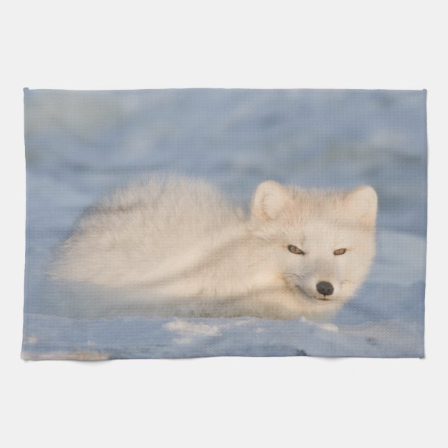 USA, Alaska, Fuchs Geschirrtuch (Horizontal)