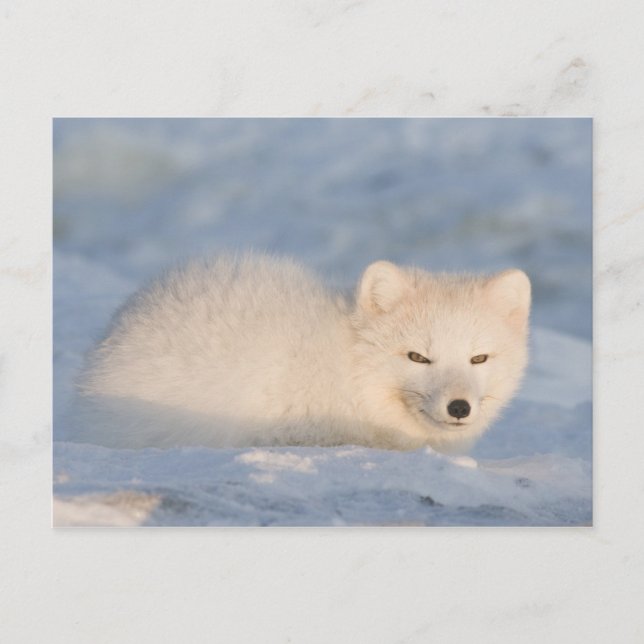 USA, Alaska, Fuchs Postkarte (Vorderseite)