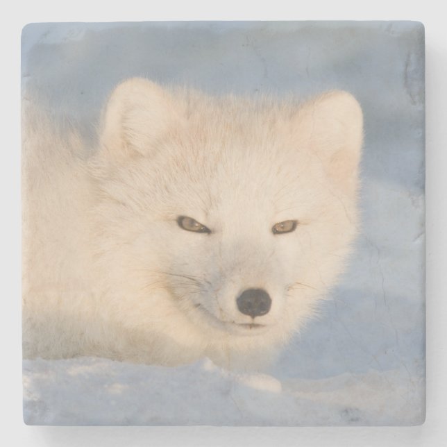 USA, Alaska, Fuchs Steinuntersetzer (Vorderseite)