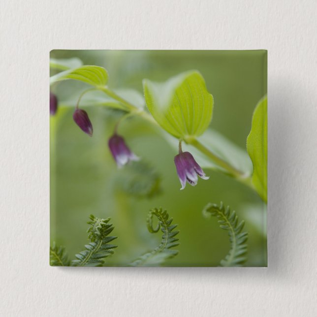USA, Alaska, Glacier Bay National Park. Button (Vorderseite)