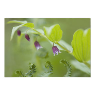 USA, Alaska, Glacier Bay National Park. Fotodruck