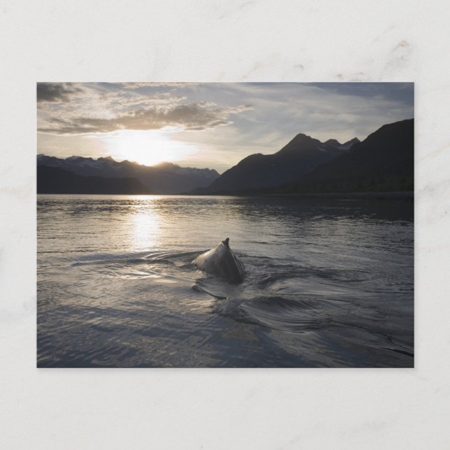 USA, Alaska, Glacier Bay National Park, Postkarte (Vorderseite)