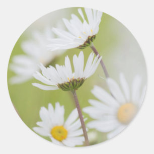 USA, Alaska, Glacier Bay National Park Runder Aufkleber
