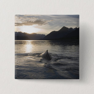 USA, Alaska, Glacier-Bay-Nationalpark, Button