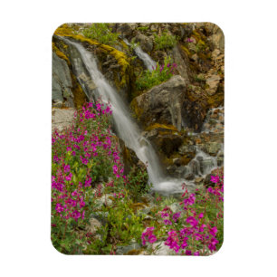 USA, Alaska, Glacier-Bay-Nationalpark. Feuerkraut Magnet