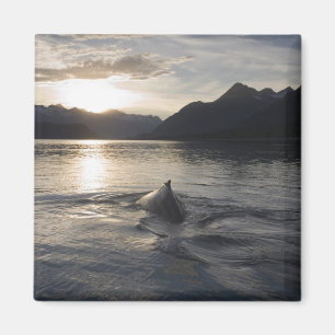 USA, Alaska, Glacier-Bay-Nationalpark, Magnet