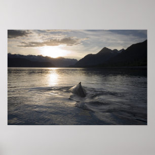 USA, Alaska, Glacier-Bay-Nationalpark, Poster