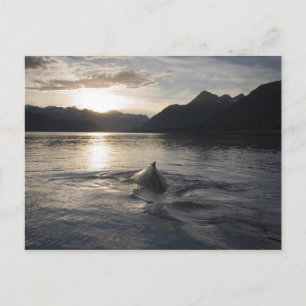 USA, Alaska, Glacier-Bay-Nationalpark, Postkarte