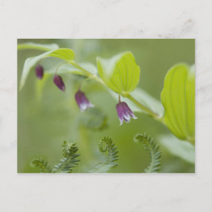 USA, Alaska, Glacier-Bay-Nationalpark. Postkarte