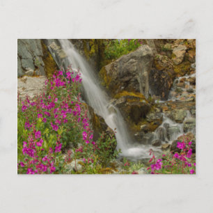 USA, Alaska, Glacier-Bay-Nationalpark. Schmalblätt Postkarte