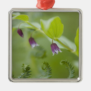 USA, Alaska, Glacier-Bay-Nationalpark. Silbernes Ornament
