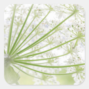 USA, Alaska, Gletscher Bay National Park 3 Quadratischer Aufkleber