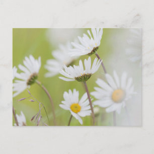 USA, Alaska, Gletscher Bay National Park Postkarte