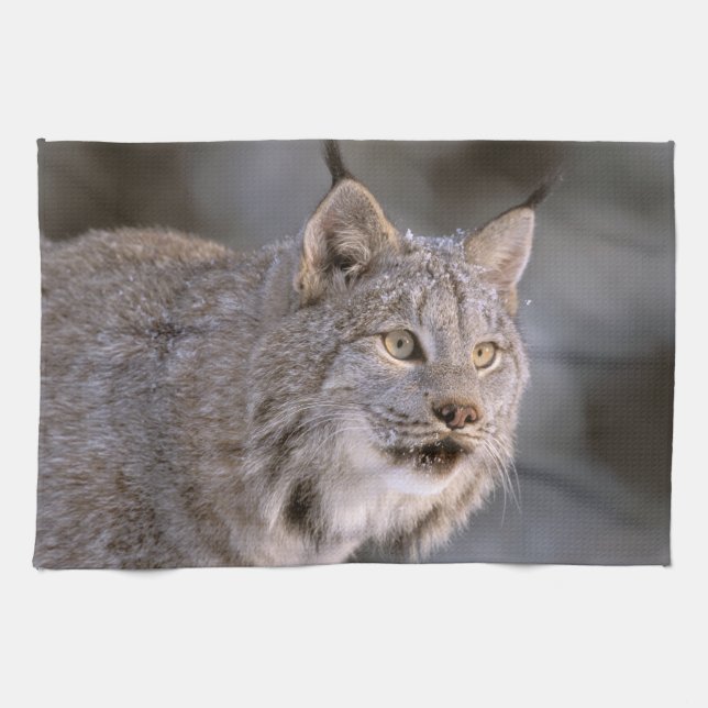USA, Alaska, Haines. Lynx (Felis 2 Küchentuch (Horizontal)