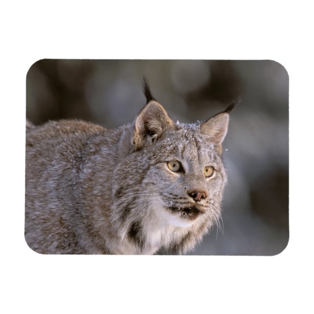USA, Alaska, Haines. Lynx (Felis 2 Magnet (Horizontal)