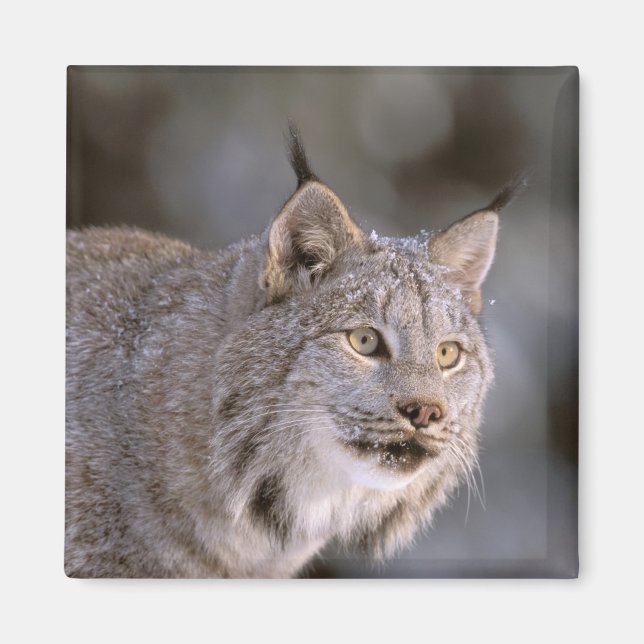 USA, Alaska, Haines. Lynx (Felis 2 Magnet (Vorne)