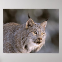 USA, Alaska, Haines. Lynx (Felis 2