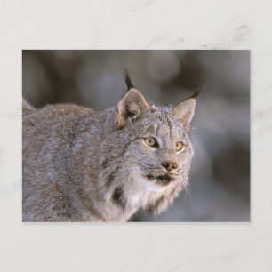 USA, Alaska, Haines. Lynx (Felis 2 Postkarte