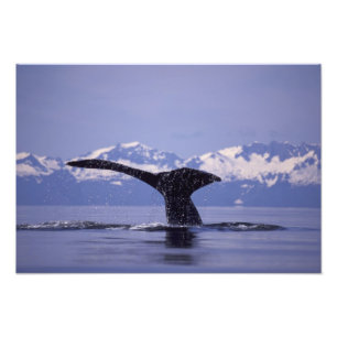 USA, Alaska, Inside Passage Buckelwal Fotodruck