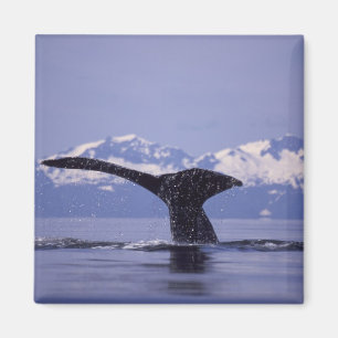 USA, Alaska, Inside Passage Buckelwal Magnet
