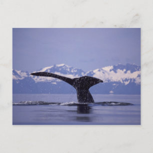 USA, Alaska, Inside Passage Buckelwal Postkarte