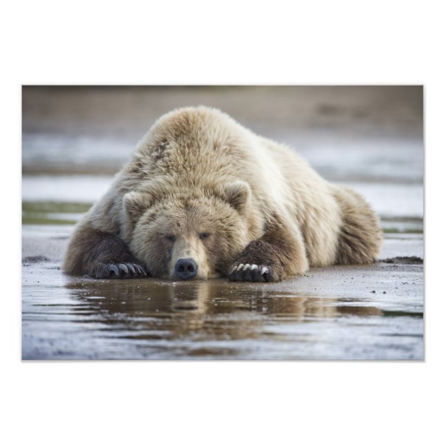 USA, Alaska, Katmai National Park, Brown Bear Fotodruck (Vorne)