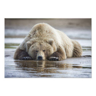 USA, Alaska, Katmai National Park, Brown Bear Fotodruck