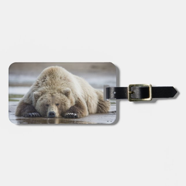 USA, Alaska, Katmai National Park, Brown Bear Gepäckanhänger (Vorderseite horizontal)