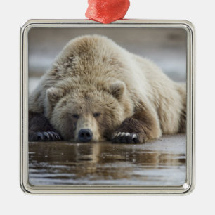 USA, Alaska, Katmai National Park, Brown Bear Ornament Aus Metall