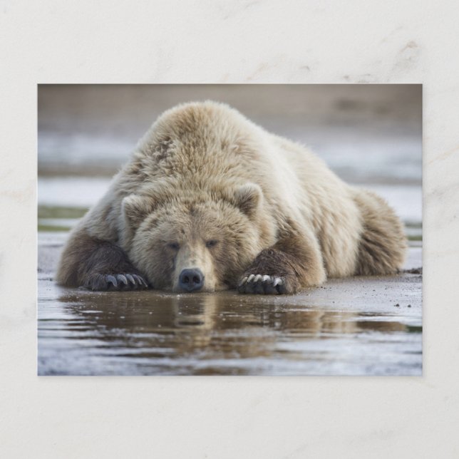 USA, Alaska, Katmai National Park, Brown Bear Postkarte (Vorderseite)