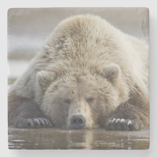 USA, Alaska, Katmai National Park, Brown Bear Steinuntersetzer (Vorderseite)