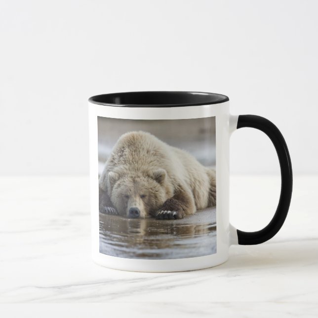USA, Alaska, Katmai National Park, Brown Bear Tasse (Rechts)