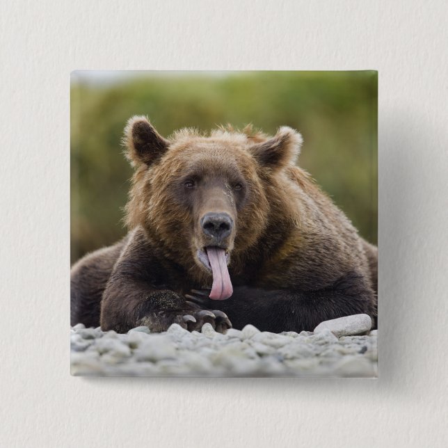 USA, Alaska, Katmai National Park, Kukak Bay, Button (Vorderseite)