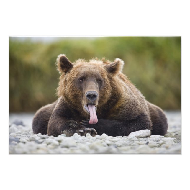 USA, Alaska, Katmai National Park, Kukak Bay, Fotodruck (Vorne)