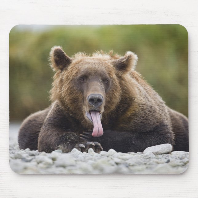 USA, Alaska, Katmai National Park, Kukak Bay, Mousepad (Vorne)