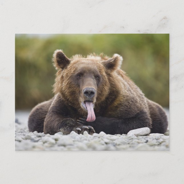 USA, Alaska, Katmai National Park, Kukak Bay, Postkarte (Vorderseite)