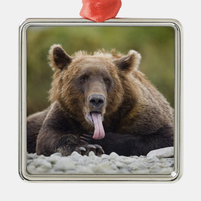 USA, Alaska, Katmai National Park, Kukak Bay, Silbernes Ornament (Vorne)