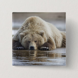 USA, Alaska, Katmai-Nationalpark, Braunbär Button