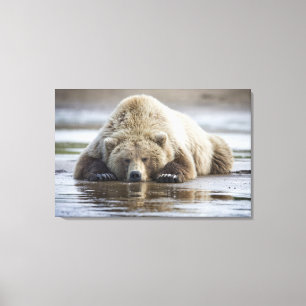 USA, Alaska, Katmai-Nationalpark, Braunbär Leinwanddruck