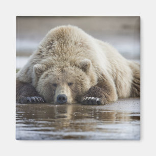 USA, Alaska, Katmai-Nationalpark, Braunbär Magnet