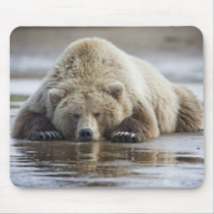 USA, Alaska, Katmai-Nationalpark, Braunbär Mousepad