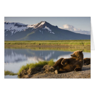 USA, Alaska, Katmai-Nationalpark, Braunbären