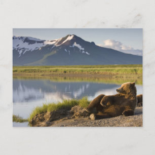 USA, Alaska, Katmai-Nationalpark, Braunbären Postkarte