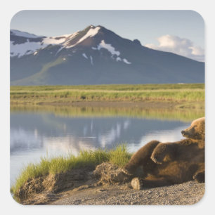 USA, Alaska, Katmai-Nationalpark, Braunbären Quadratischer Aufkleber