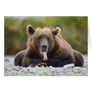 USA, Alaska, Katmai-Nationalpark, Kukak Bay,