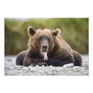 USA, Alaska, Katmai-Nationalpark, Kukak Bay, Fotodruck
